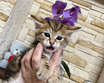 Кошки в Волгограде: Котик курильский бобтейл Мальчик, 50 000 руб. - фото 1