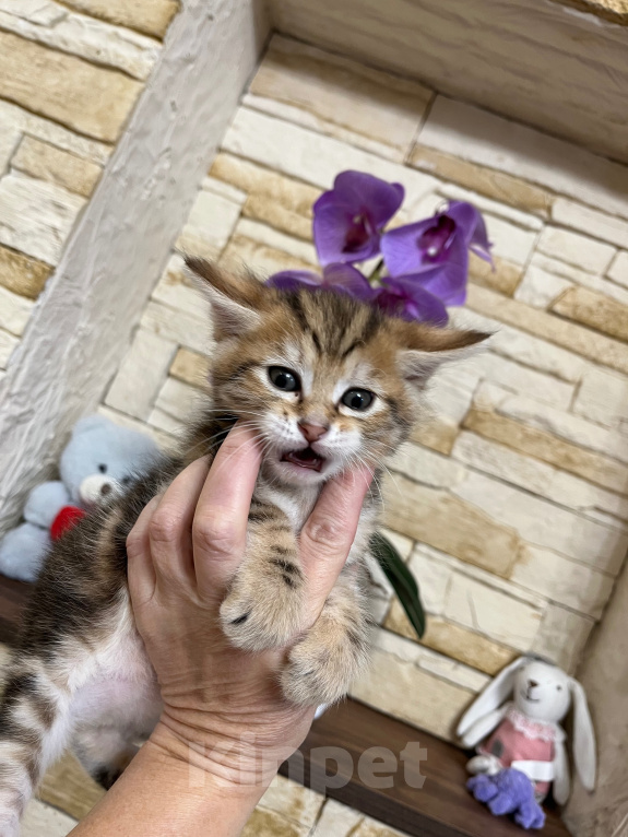 Кошки в Волгограде: Котик курильский бобтейл Мальчик, 50 000 руб. - фото 1