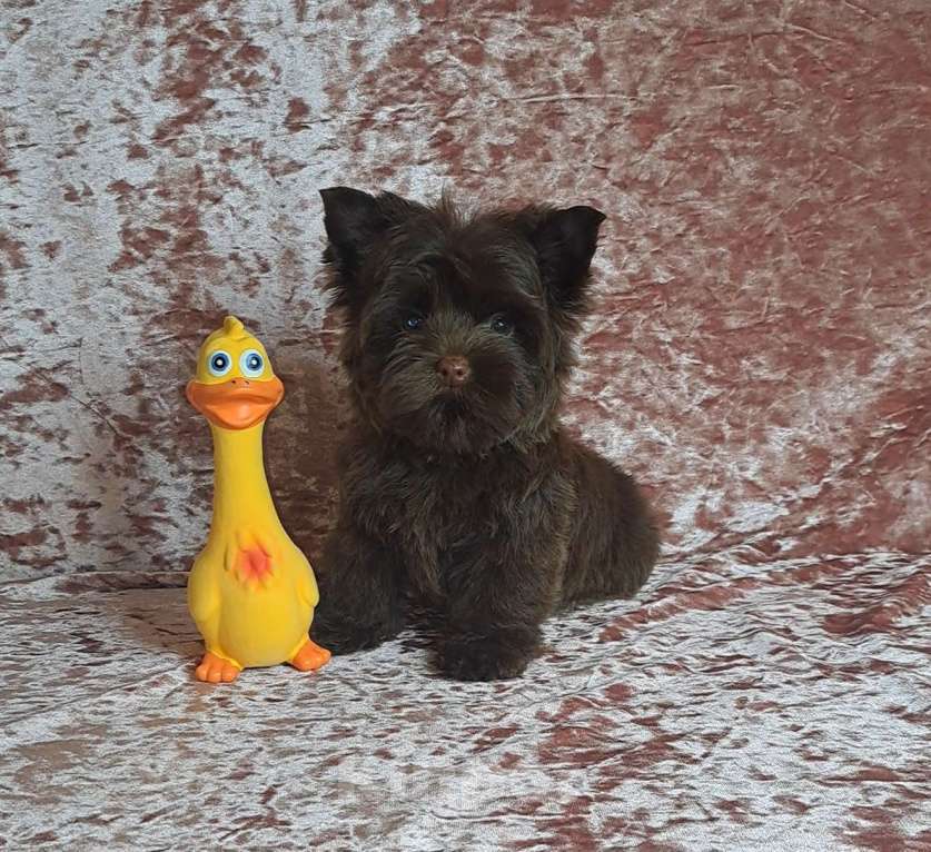 Собаки в Санкт-Петербурге: Шоколадный йорк девочка без подпала Девочка, 120 000 руб. - фото 4