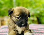 Собаки в Подольске: Щенок Адриана в дар Девочка, Бесплатно - фото 2