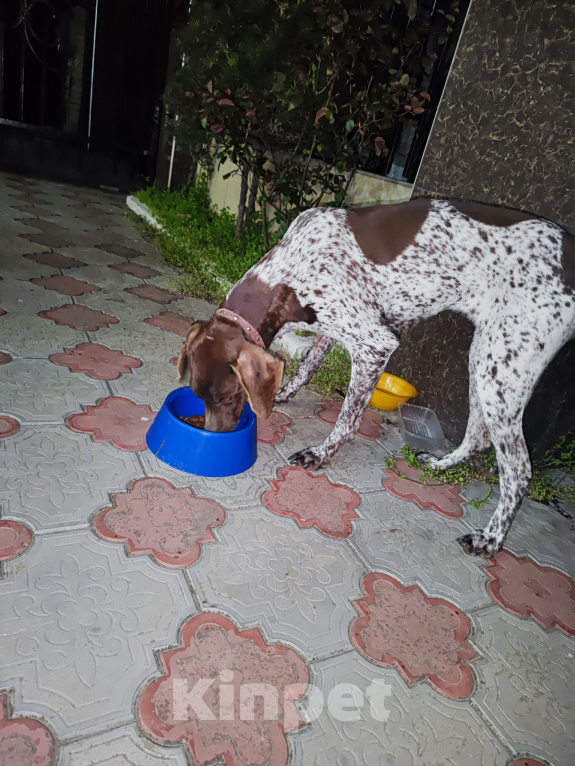 Собаки в других городах Краснодарского края: Найдена собака породы курцхаар Девочка, Бесплатно - фото 2