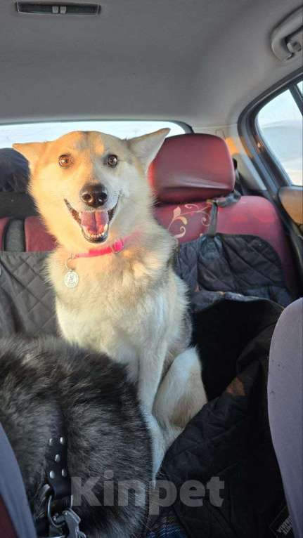 Собаки в Королеве: Белка хозяйственная девочка Девочка, Бесплатно - фото 3