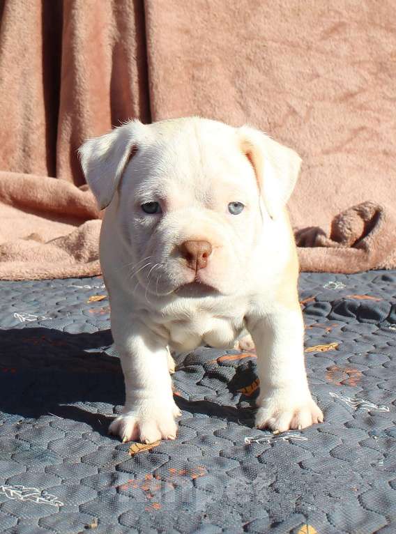 Собаки в Нерюнгри: Американский булли Разнополые, 70 000 руб. - фото 10