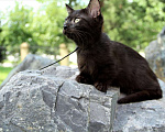 Кошки в Барнауле: котенок манчкин кошечка  Девочка, Бесплатно - фото 1