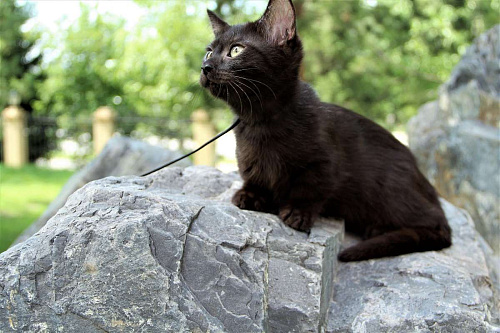 Объявление: котенок манчкин кошечка , Бесплатно, Барнаул
