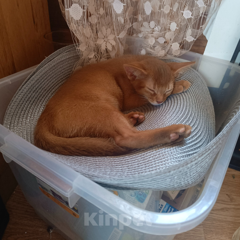 Кошки в других городах Ленинградской области: Абиссинcкий котёнок Девочка, 30 000 руб. - фото 3
