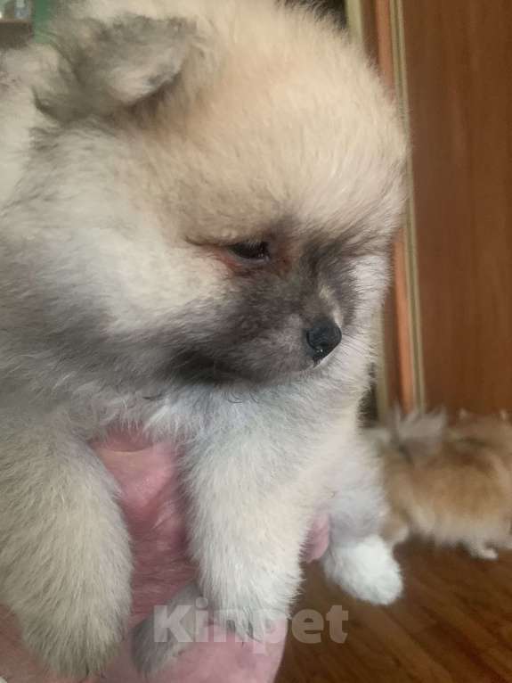 Собаки в Воронеже: Мальчик шпиц. Крем-соболь. Мальчик, 20 000 руб. - фото 1