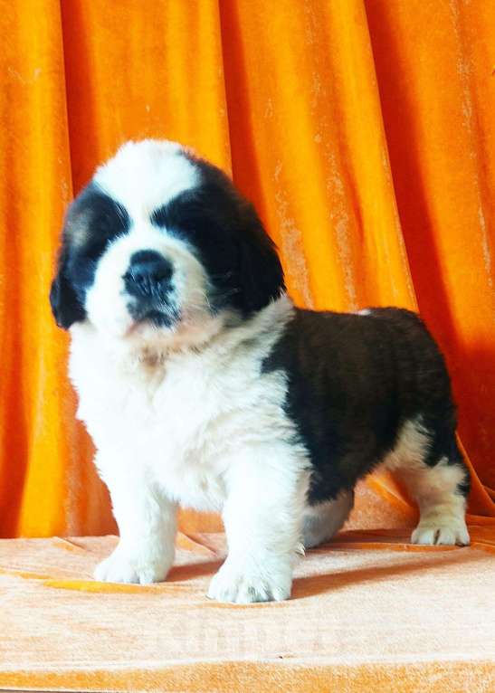Собаки в Владивостоке: плем. питомник предлагает щенка сенбернара Мальчик, 70 000 руб. - фото 2