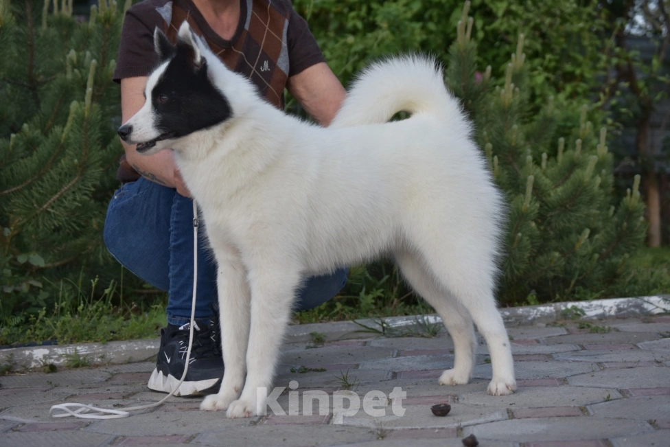 Собаки в Москве: Ненецкая оленегонная лайка. Кобель Халзан. Мальчик, 50 000 руб. - фото 2