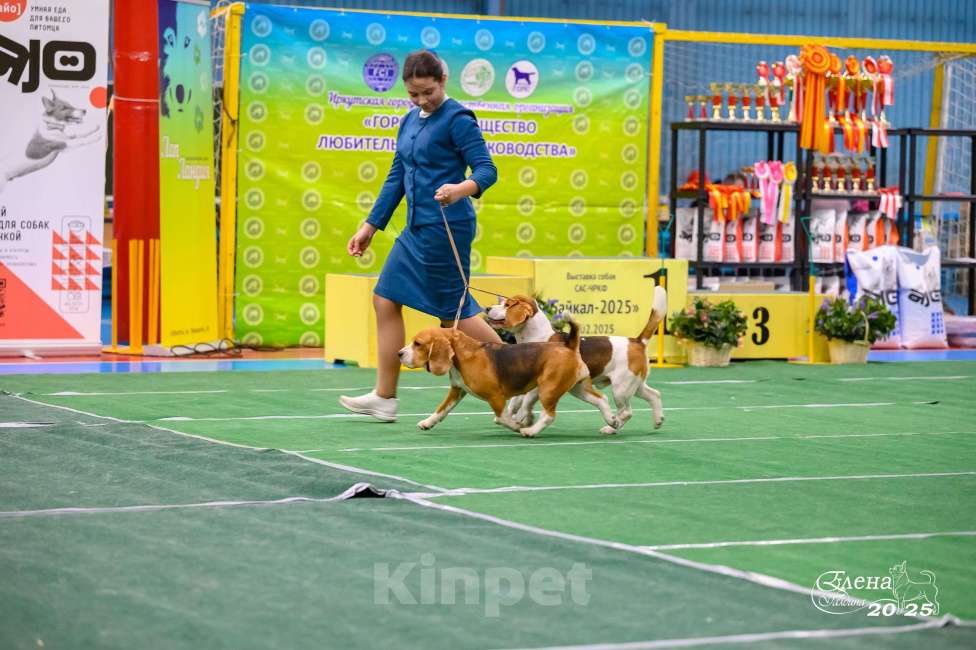 Собаки в Иркутске: Щенки Бигля Мальчик, 55 000 руб. - фото 3