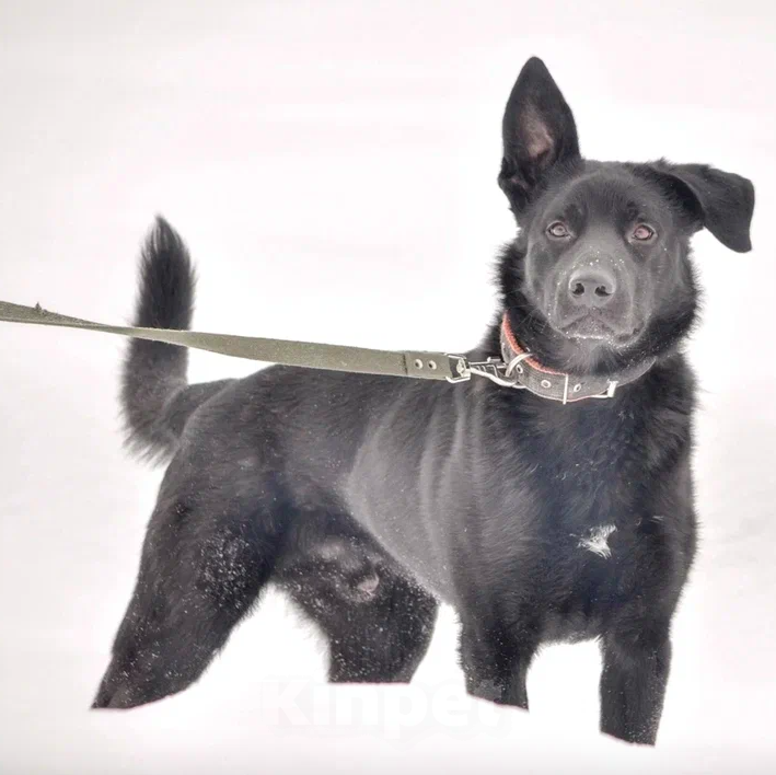 Собаки в Москве: Дик Мальчик, Бесплатно - фото 5