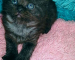 Кошки в Москве: Шотландские котята хайленд Мальчик, 5 000 руб. - фото 5