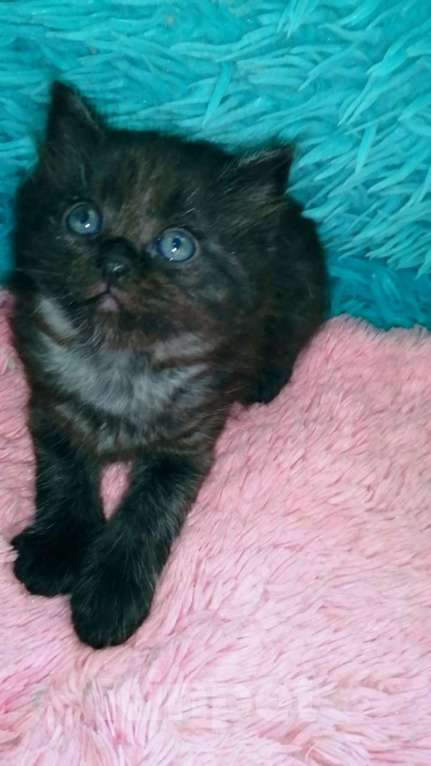 Кошки в Москве: Шотландские котята хайленд Мальчик, 5 000 руб. - фото 5