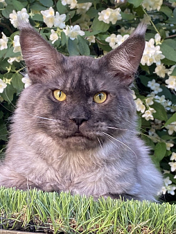 Котик Лемур