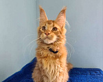 Кошки в Самаре: Котёнок породы Мейн-кун MCO male Imperator, color d Мальчик, 50 000 руб. - фото 6