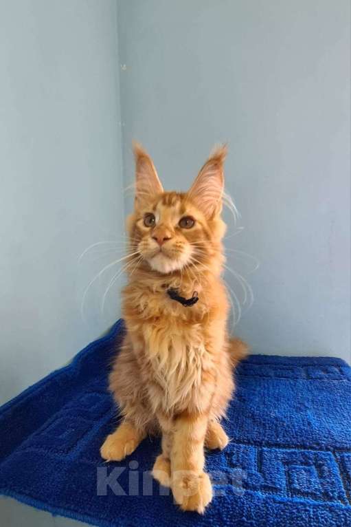 Кошки в Самаре: Котёнок породы Мейн-кун MCO male Imperator, color d Мальчик, 50 000 руб. - фото 6