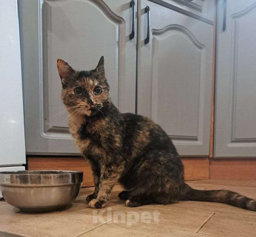 Кошки в Санкт-Петербурге: Кошечка ищет семью Девочка, Бесплатно - фото 1