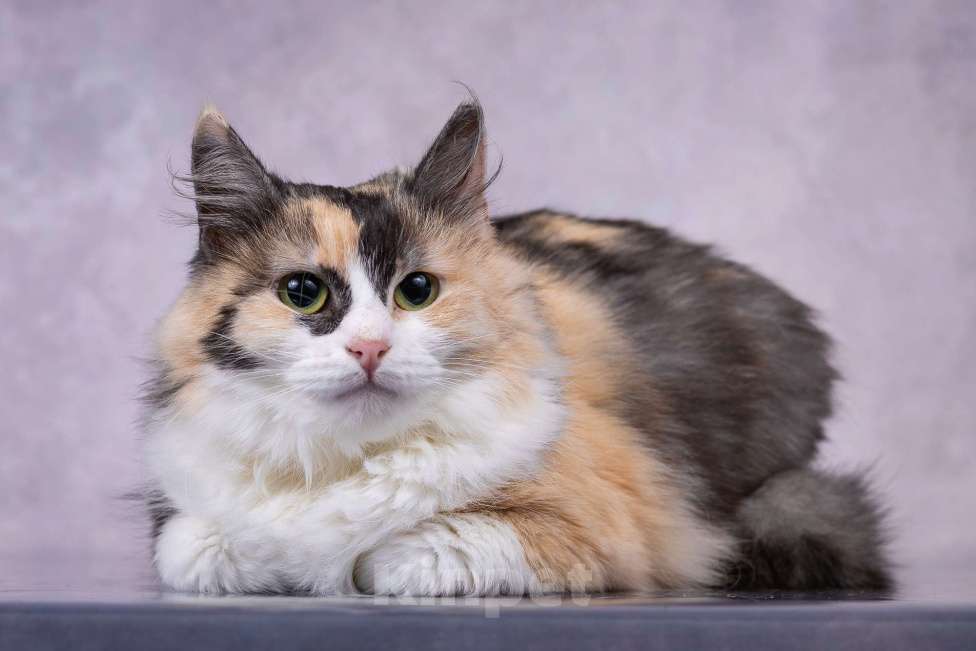 Кошки в Москве: Мотли в добрые руки  Девочка, Бесплатно - фото 2