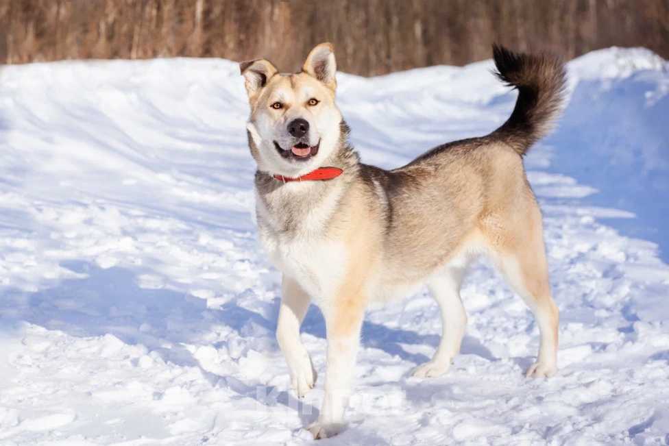 Собаки в Москве: Брюс очень хочет домой Мальчик, Бесплатно - фото 1
