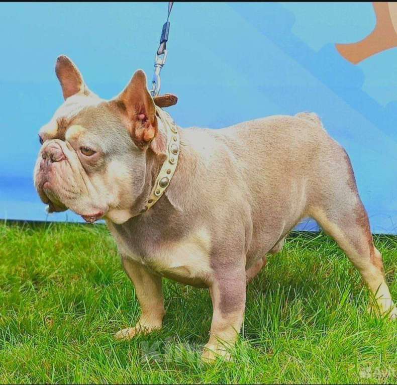 Собаки в Москве: Французский бульдог, щенок лиловая Девочка, 120 000 руб. - фото 8