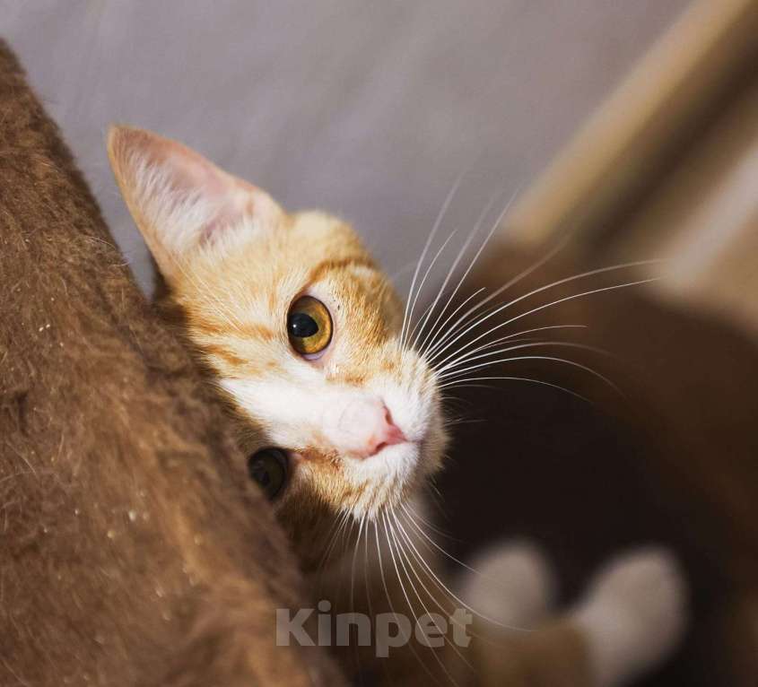 Кошки в Москве: Ищет дом чудесный малыш Проша. Мальчик, Бесплатно - фото 4