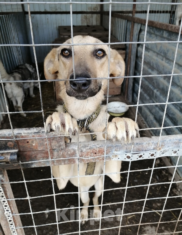 Собаки в Тамбове: Фиона Девочка, Бесплатно - фото 3