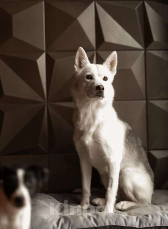 Собаки в Москве: Маленькая белая собачка Белка в дар Девочка, 1 руб. - фото 4