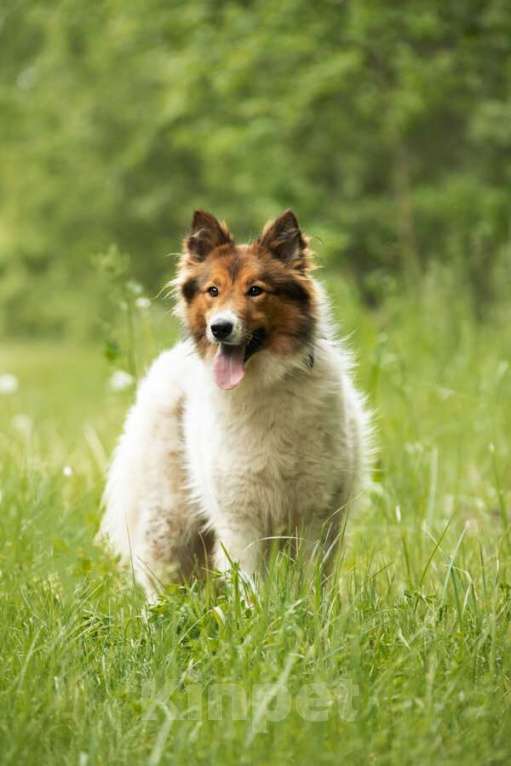 Собаки в Москве: Леся, Лисичка, девочка, 2 года, путешественница и умница! Девочка, Бесплатно - фото 5
