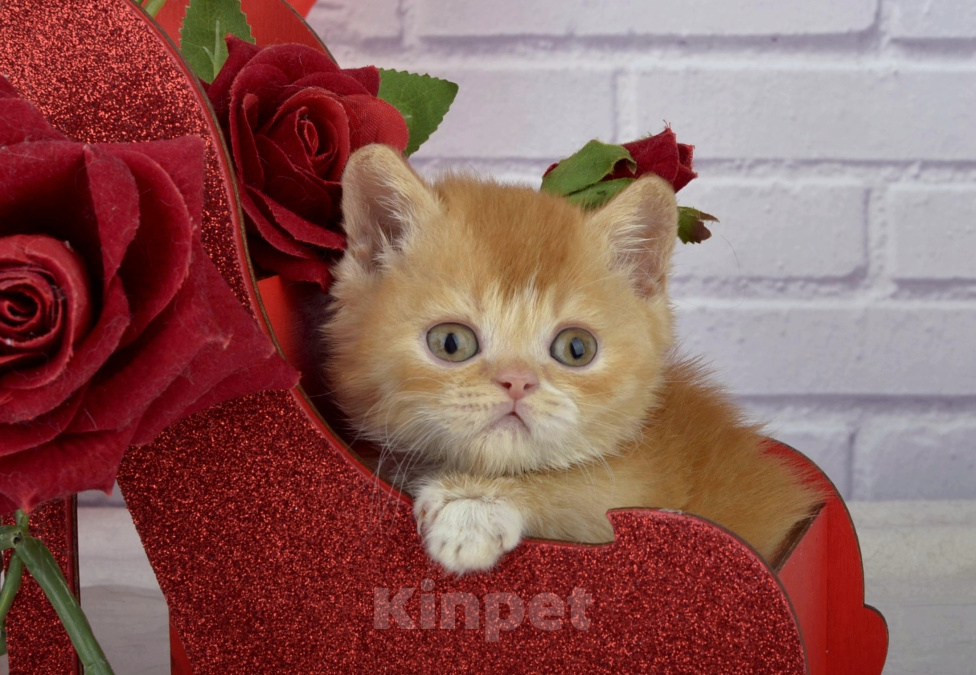 Кошки в Санкт-Петербурге: Британский котик яркий, солнечный Мальчик, 45 000 руб. - фото 2