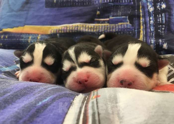 Собаки в Великом Луке: Хаски Щенки Разных окрасов Разнополые, Бесплатно - фото 1