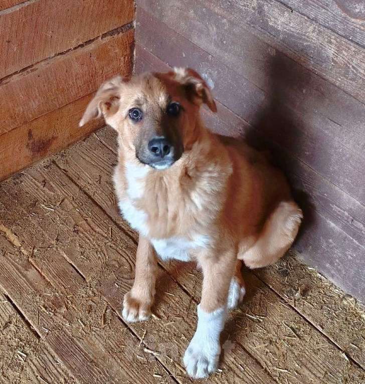 Собаки в Москве: Ласковому щенульке Оскару очень нужны дом и семья Мальчик, Бесплатно - фото 1