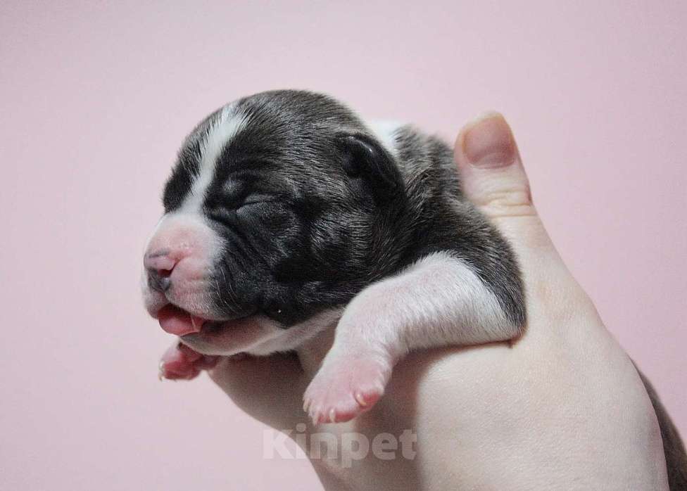 Собаки в Москве: Шикарные малыши амстаффа  Мальчик, 80 000 руб. - фото 9