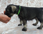 Собаки в Луге: Щенки породы миттельшнауцер от филиала питомника Вайснехте, 35 000 руб. - фото 1