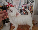 Собаки в Москве: нежный кремовый мальчик Мальчик, 20 000 руб. - фото 6