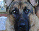 Собаки в Чебоксарах: Вязка,кобель Мальчик, 5 000 руб. - фото 2