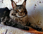 Кошки в Шадринске: Мейн-кун, 20 000 руб. - фото 3