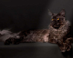 Кошки в Княгинино: Котята Мейн-куна, 30 000 руб. - фото 10