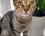 Кошки в Новокубанске: Котята метисы, Бесплатно - фото 9