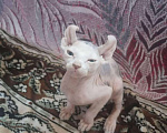 Кошки в Кувшиново: Канадский сфинкс (эльф), 10 000 руб. - фото 5