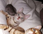 Кошки в Называевске: Бенгальские подарочки. 3 месяца., 15 000 руб. - фото 3