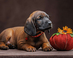 Собаки в Мурином: Щенки баварской гончей Мальчик, 100 000 руб. - фото 4