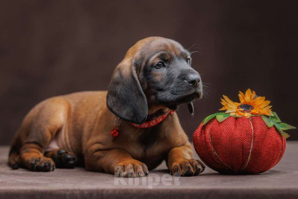 Собаки в Мурином: Щенки баварской гончей Мальчик, 100 000 руб. - фото 4