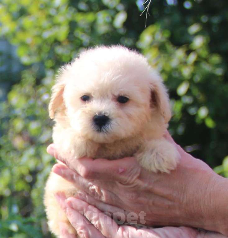 Собаки в Москве: мальтипу Ф1 щенки мини и микро Мальчик, 100 000 руб. - фото 9