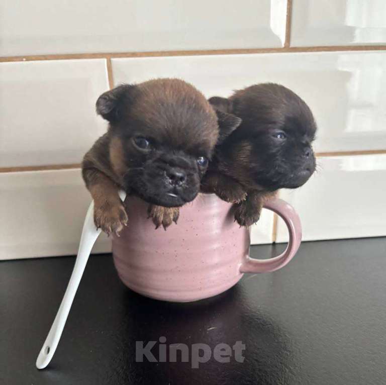 Собаки в Дзержинске: Мальчик рыжий Мальчик, 60 000 руб. - фото 1