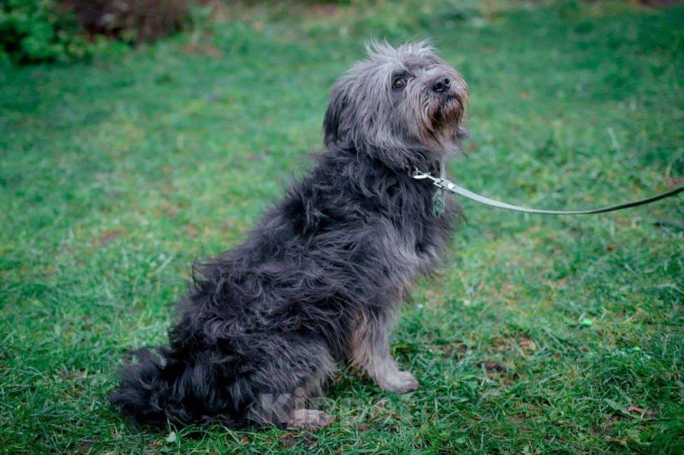 Собаки в Москве: Миттельшнауцер метис в дар Девочка, Бесплатно - фото 2