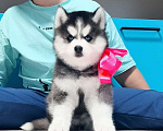 Собаки в Томске: Хаски Щенки Разных окрасов Разнополые, Бесплатно - фото 1