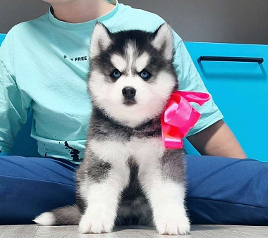 Хаски Щенки Разных окрасов