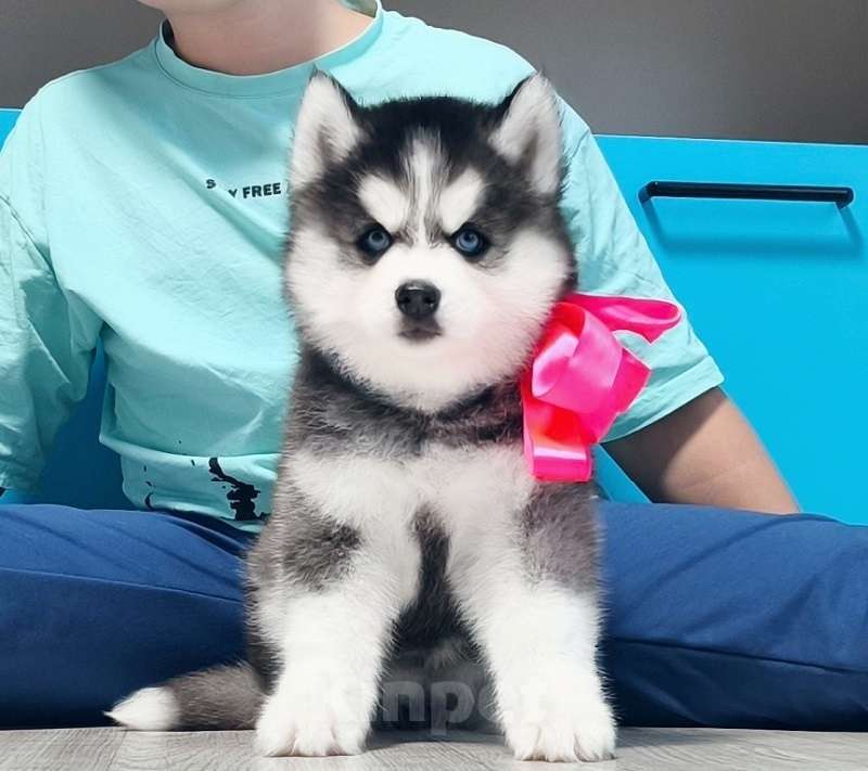 Собаки в Томске: Хаски Щенки Разных окрасов Разнополые, Бесплатно - фото 1