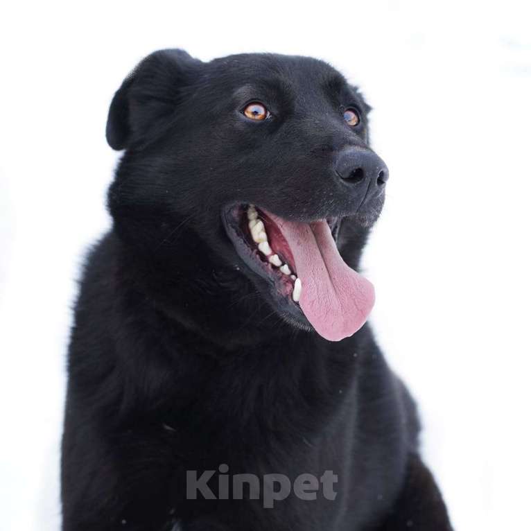 Собаки в Люберцах: Ищет дом активный Блэкки Мальчик, Бесплатно - фото 1