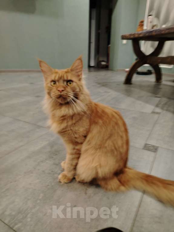 Кошки в других городах Краснодарского края: Рыжий котенок мейн-кун девочка Девочка, 13 000 руб. - фото 7